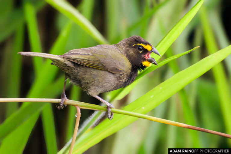 Yellow-faced Grassquit (Tiaris olivaceus)