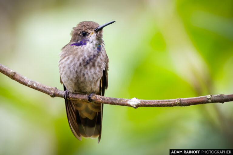 Brown Violetear (Colibri delphinae)