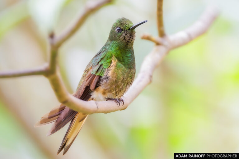 Buff-tailed Coronet (Boissonneaua flavescens)