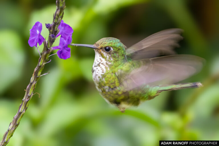 White-booted Racket-tail (Ocreatus underwoodii)