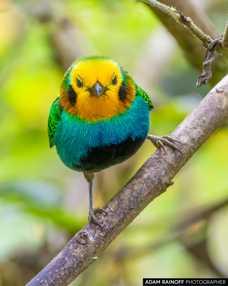 Multicolored Tanager, photographed at La Minga Ecolodge, near Cali, Valle del Cauca, Colombia