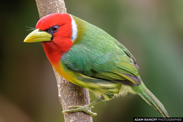 Red-headed Barbet (Eubucco bourcierii)