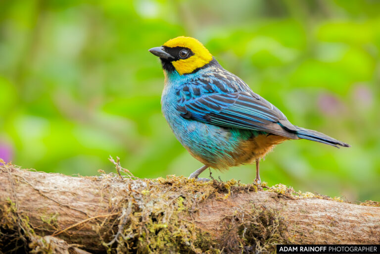 Saffron-crowned Tanager (Tangara xanthocephala)