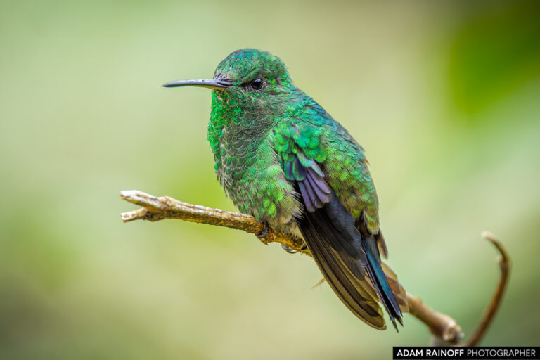 Steely-vented Hummingbird (Saucerottia saucerottei)