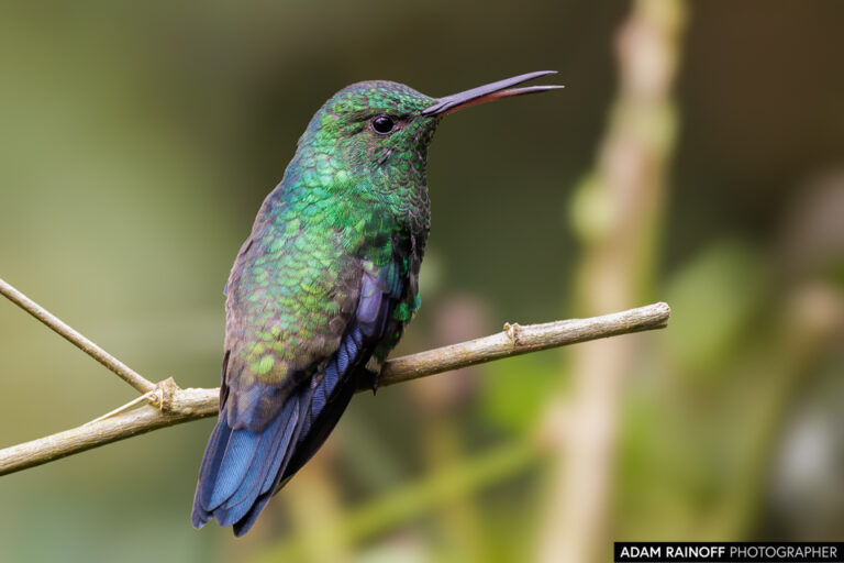 Steely-vented Hummingbird (Saucerottia saucerottei)