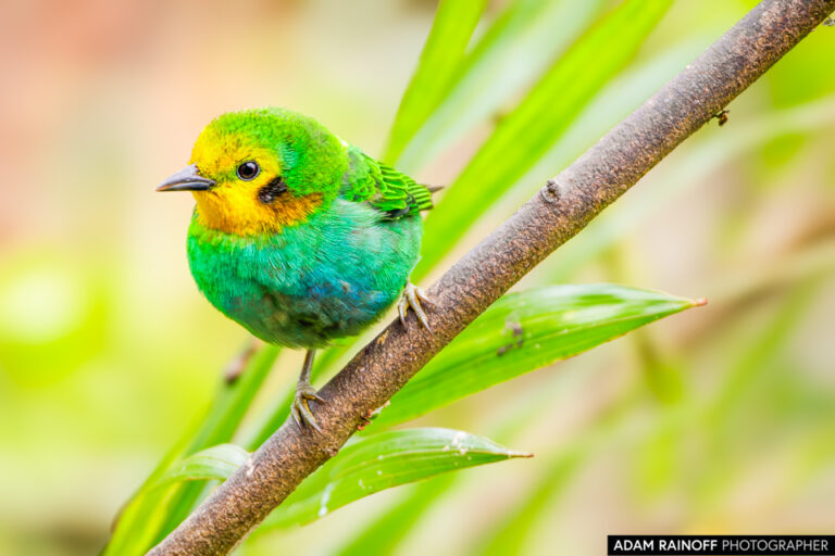 Multicolored Tanager (Chlorochrysa nitidissima)