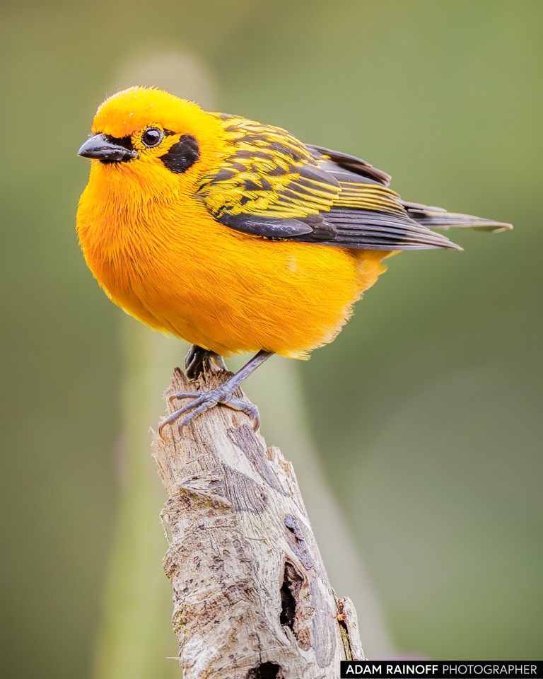 Golden Tanager, photographed at La Minga Ecolodge, Dapa, Valle del Cauca, Colombia