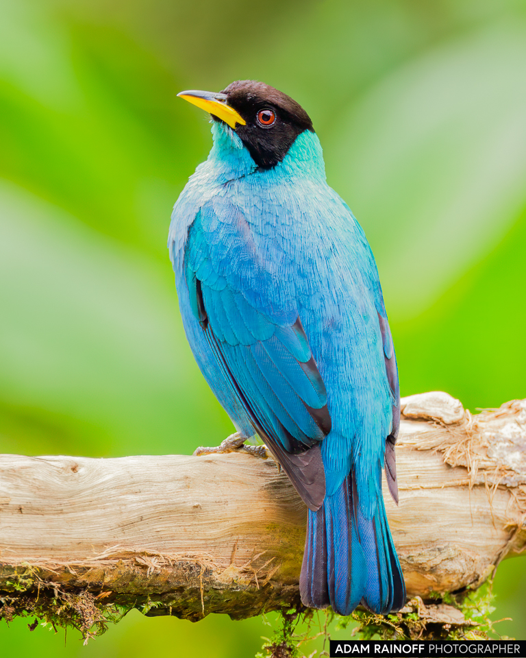 Green Honeycreeper, photographed at La Minga Ecolodge, Dapa, Valle del Cauca, Colombia