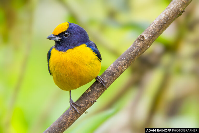 Orange-bellied Euphonia (Euphonia xanthogaster)
