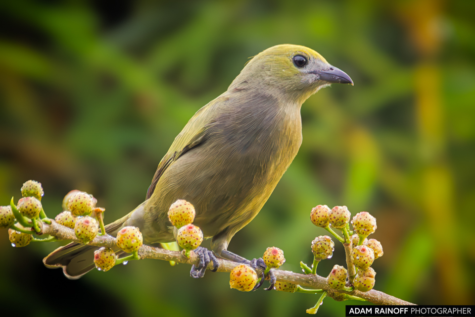 Palm Tanager, photographed at Restrepo, Meta, Colombia