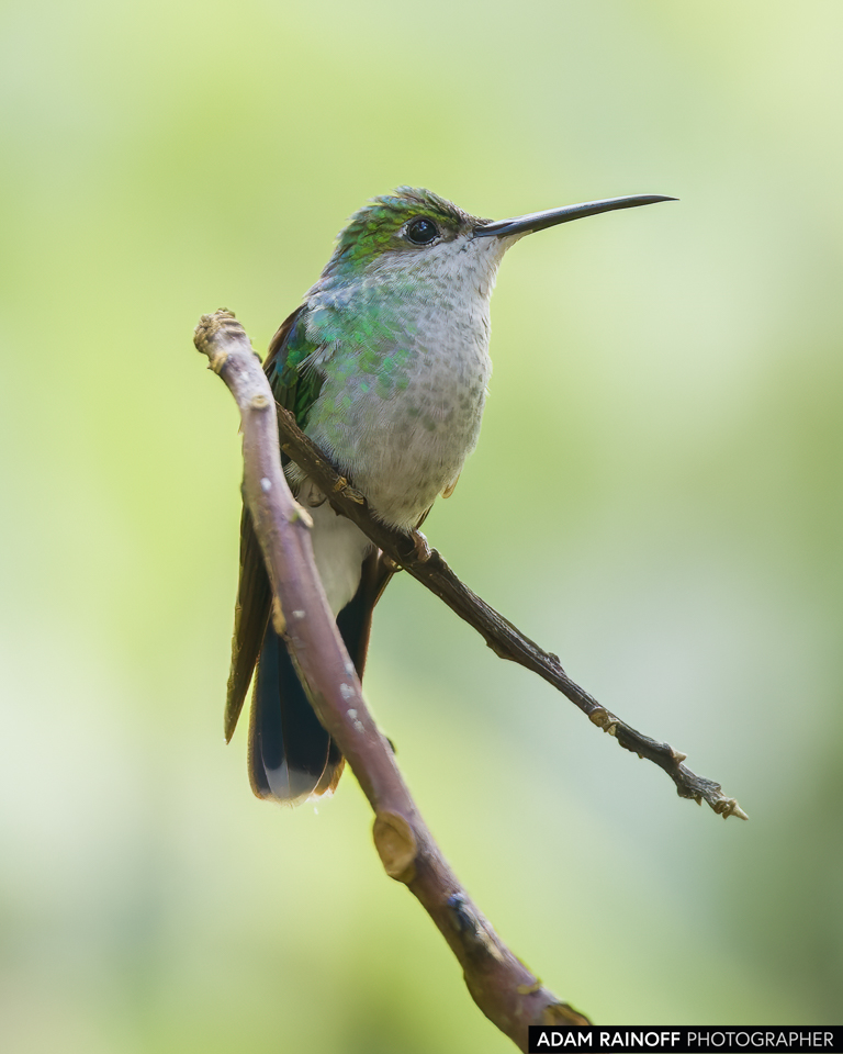 Female White-vented Plumeleteer, photographed near Coello, Ibagué, Tolima, Colombia