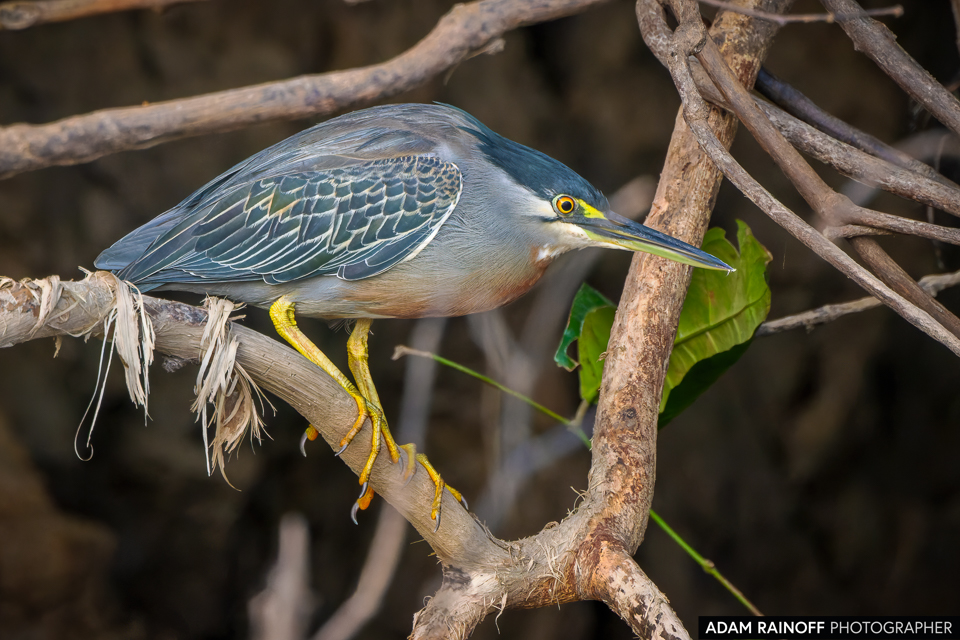 Striated Heron, photographed at La Macarena, Meta, Colombia