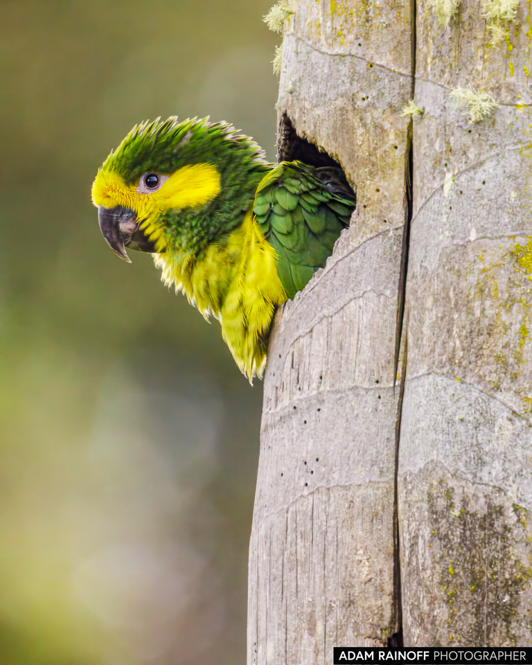 Yellow-eared Parrot, photographed at Mirador de Las Palmas lookout, Roncesvalles, Tolima, Colombia