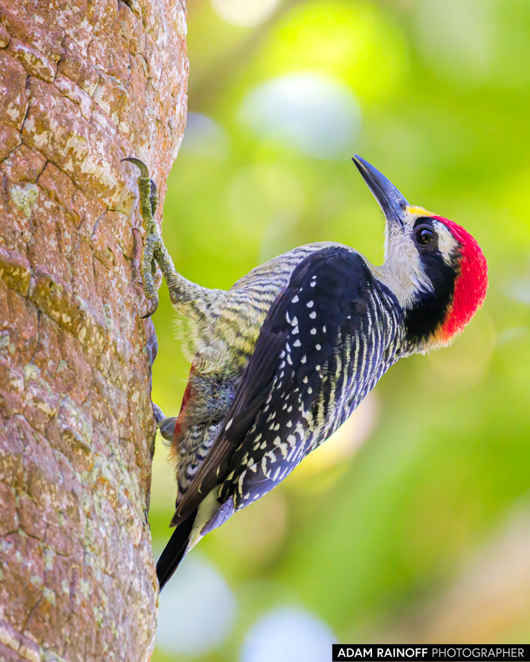 Black-cheeked Woodpecker, photographed near Capurganá, Chocó, Colombia