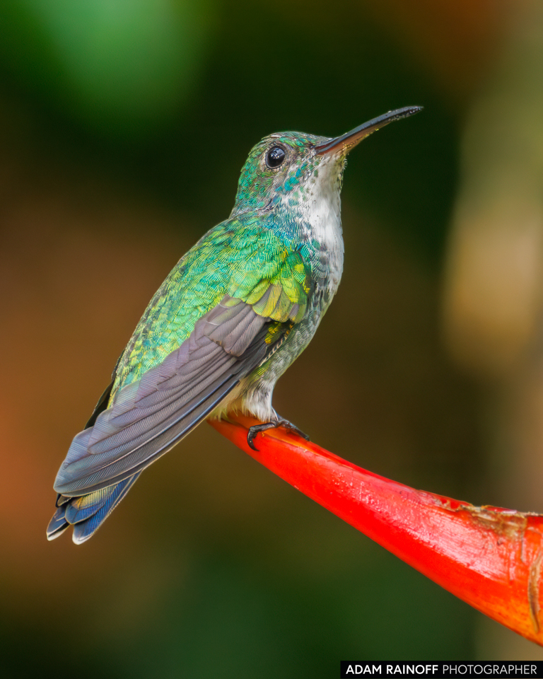 Blue-chested Hummingbird, photographed at Casa Galú, Capurganá, Chocó, Colombia