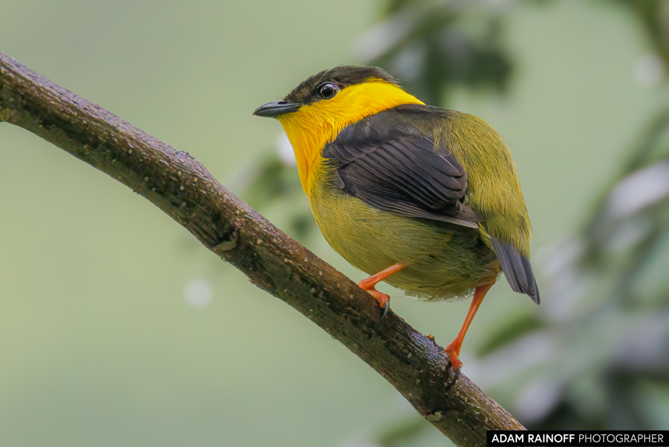 Golden-collared Manakin, photographed near Capurganá, Chocó, Colombia