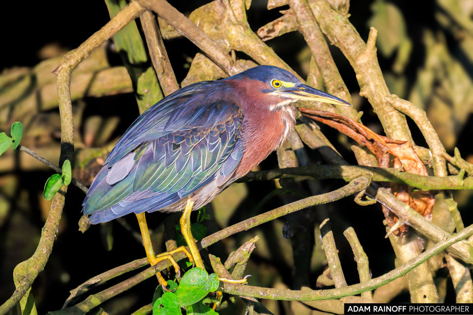 Green Heron, photographed near Capurganá, Chocó, Colombia