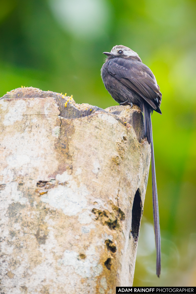 Long-tailed Tyrant, photographed near Capurganá, Chocó, Colombia