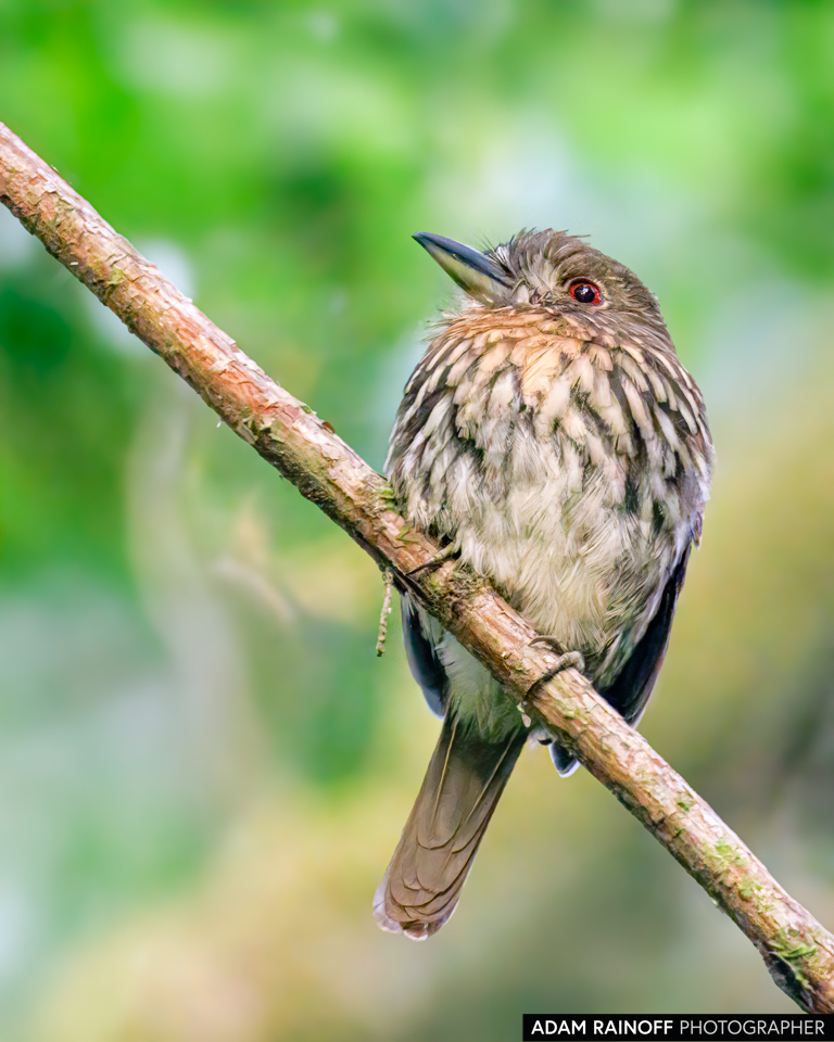 White-whiskered Puffbird, photographed near Capurganá, Chocó, Colombia
