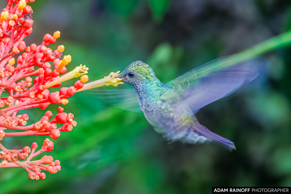 Blue-chested Hummingbird, photographed near Capurganá, Chocó, Colombia