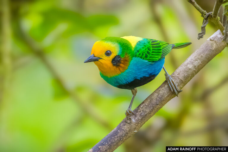 Multicolored Tanager (Chlorochrysa nitidissima)