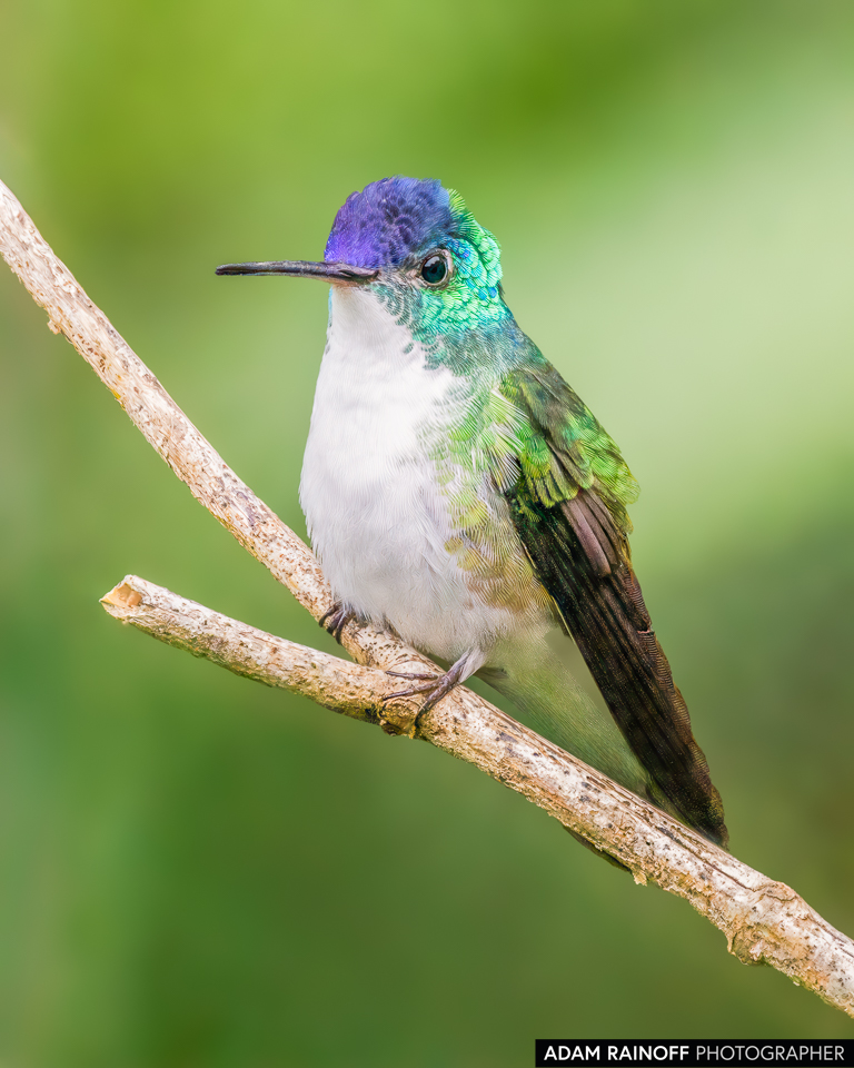 Andean Emerald, photographed at La Minga Ecolodge, Dapa, Valle del Cauca, Colombia