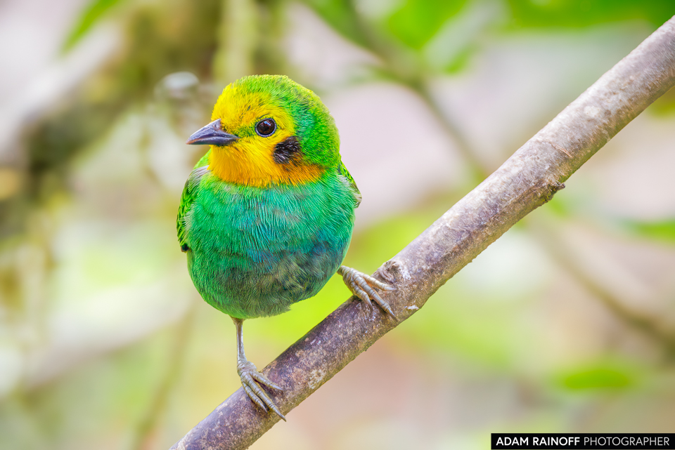 Multicolored Tanager, photographed at La Minga Ecolodge, Dapa, Valle del Cauca, Colombia
