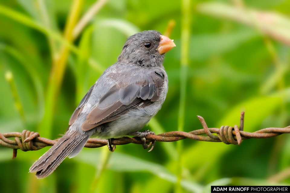 Gray Seedeater, photographed at Restrepo, Meta, Colombia