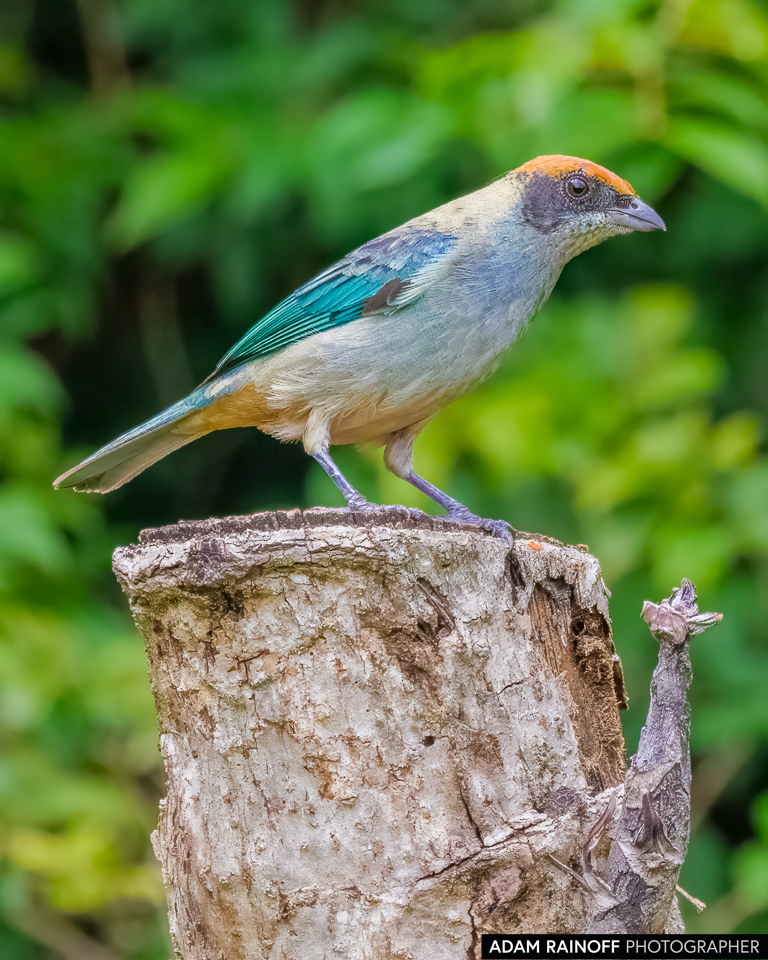 Scrub Tanager, photographed at Hacienda Guadalajara, La Buitrera, Palmira, Valle del Cauca, Colombia