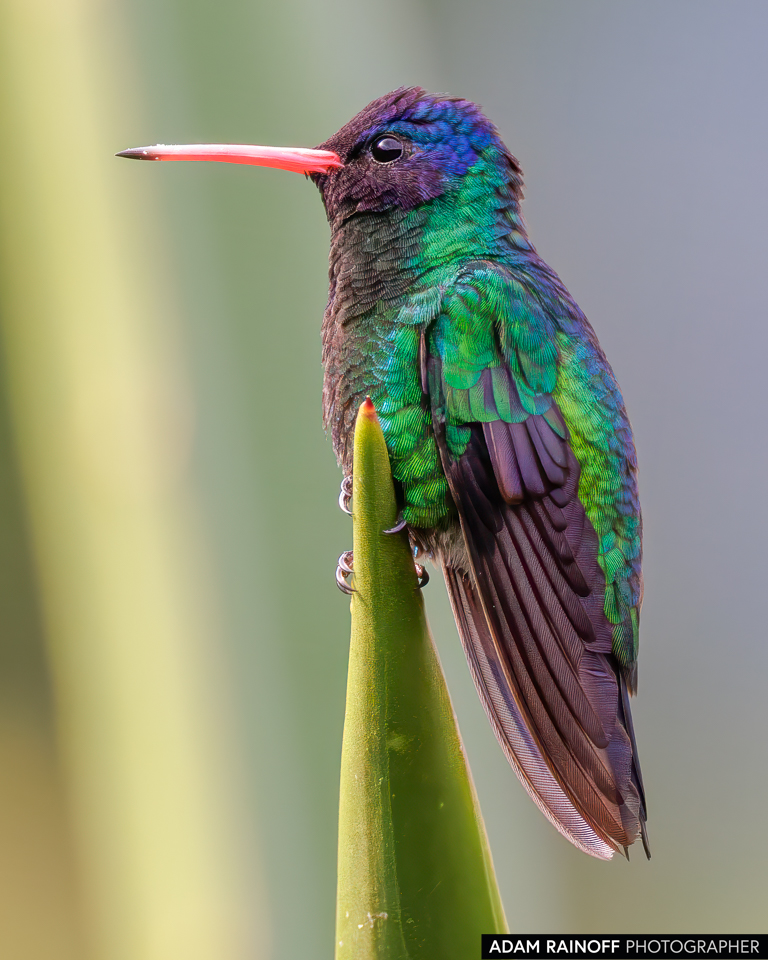 Blue-headed Sapphire, photographed at Mirador Barlovento, Pradera, Valle del Cauca, Colombia