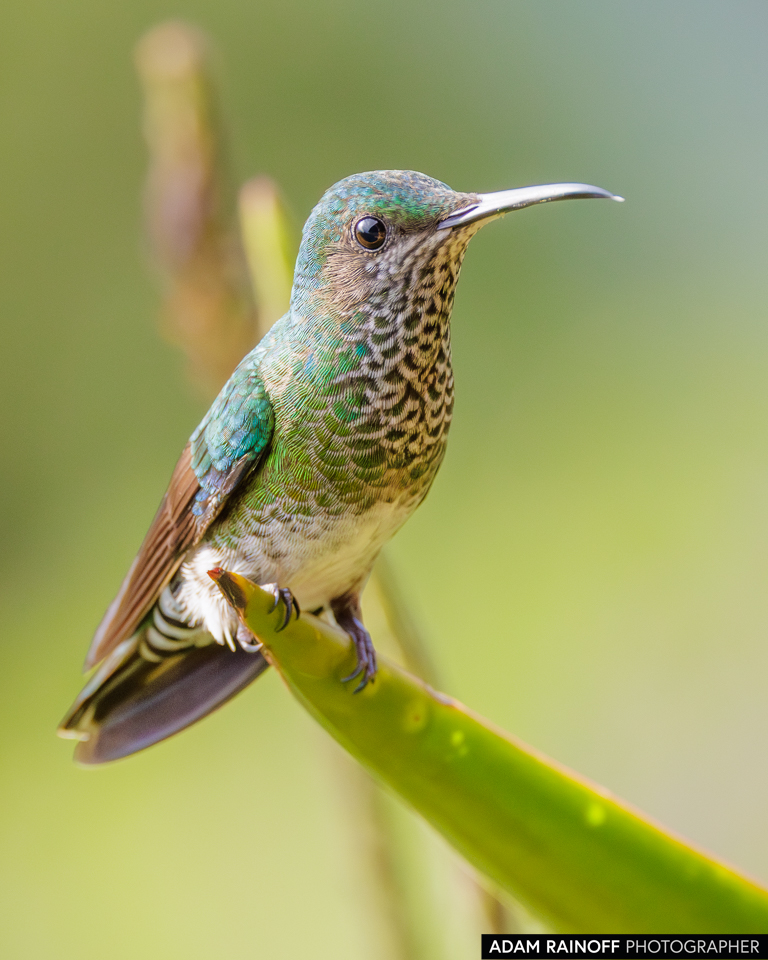 Female White-necked Jacobin, photographed at Mirador Barlovento, Pradera, Valle del Cauca, Colombia
