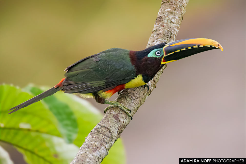 Chestnut-eared Aracari, photographed at Caracolí Bird House, Villavicencio, Meta, Colombia
