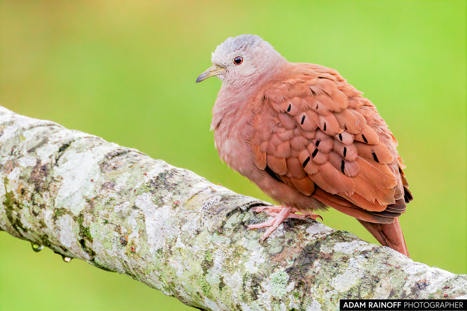 Ruddy Ground Dove, photographed at Caracolí Bird House, Villavicencio, Meta, Colombia