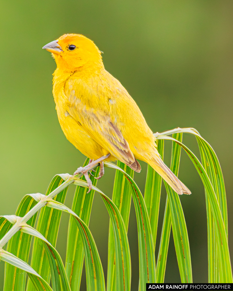 Saffron Finch, photographed at Caracolí Bird House, Villavicencio, Meta, Colombia