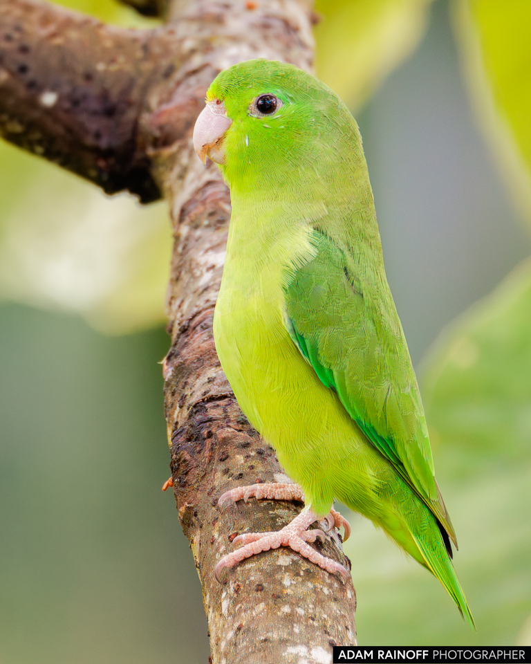 Spectacled Parrotlet, photographed at Caracolí Bird House, Villavicencio, Meta, Colombia