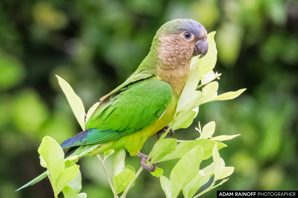 Brown-throated Parakeet, photographed at Caracolí Bird House, Villavicencio, Meta, Colombia