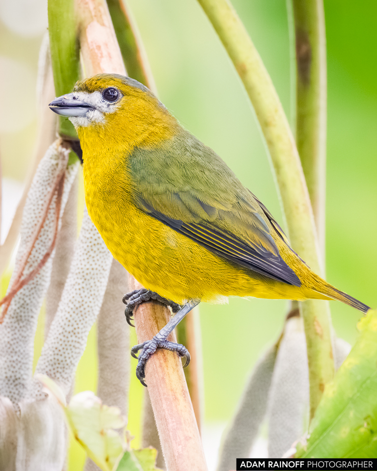 Golden-bellied Euphonia, photographed at Caracolí Bird House, Villavicencio, Meta, Colombia