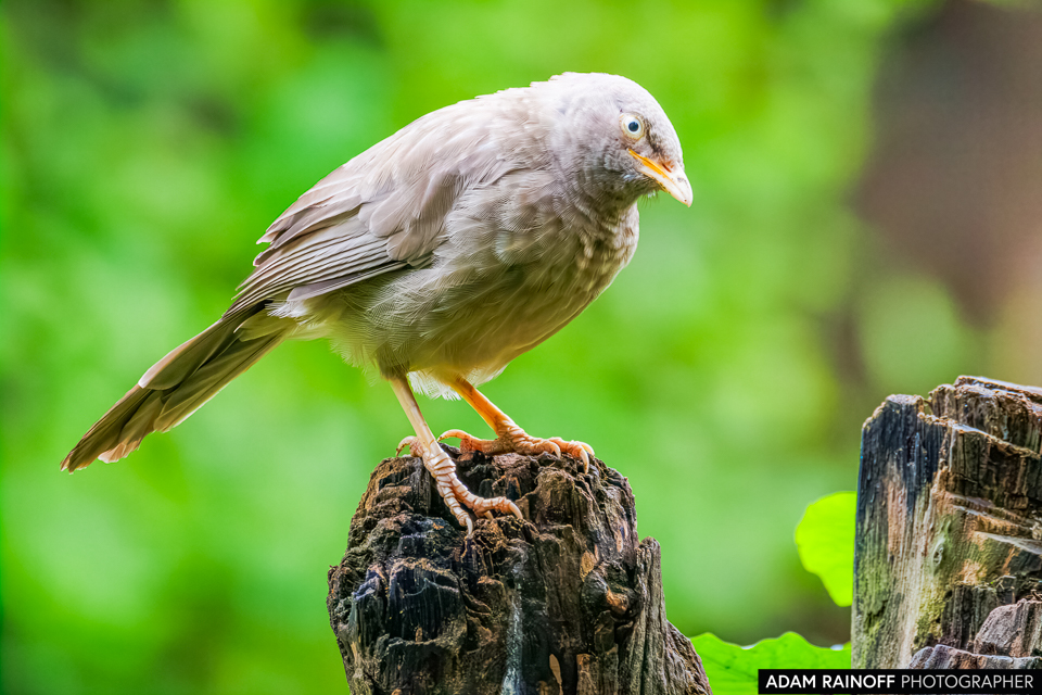 Jungle Babbler, photographed at Sanjay Van, New Delhi, Delhi, India