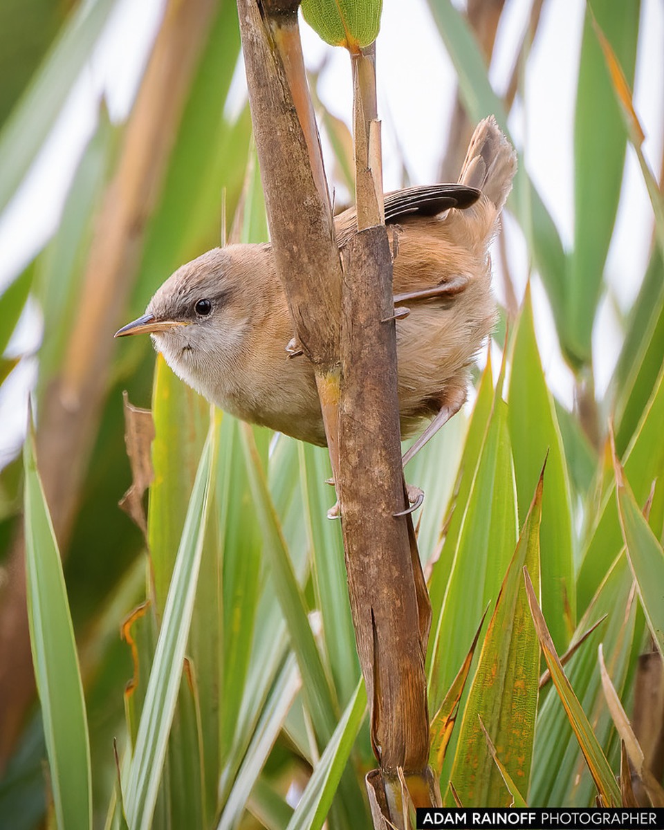 Apolinar’s Wren (Cistothorus apolinari) en el páramo