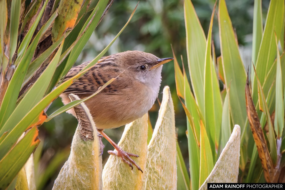 Apolinar's Wren (Cistothorus apolinari), fotografiado en el Páramo de Siscunsí, Sogamoso, Boyacá, Colombia