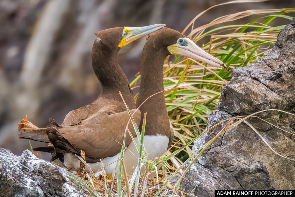 Brown Boobies (Sula leucogaster) sobre una roca frente a Capurganá