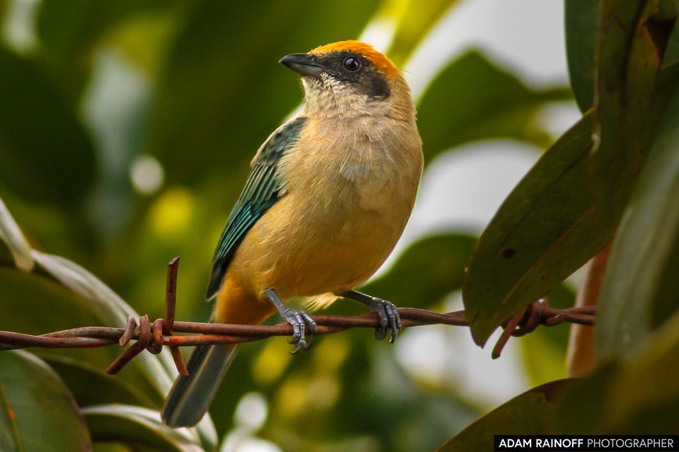 Burnished-buff Tanager, photographed at La Macarena, Meta, Colombia