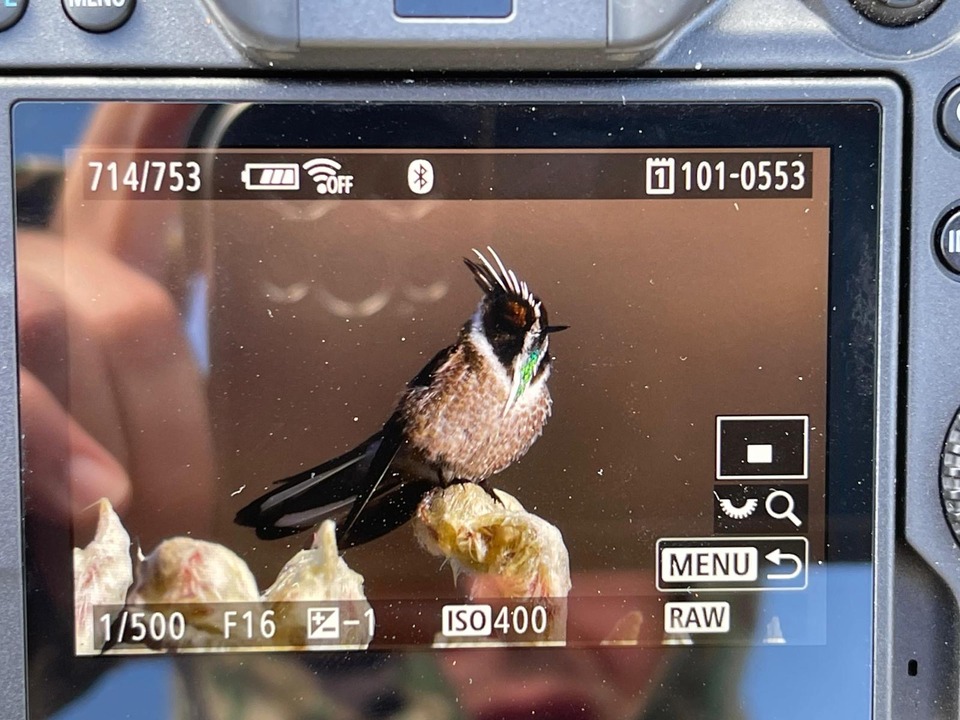 Un colibrí en la pantalla trasera de mi cámara, en el campo.