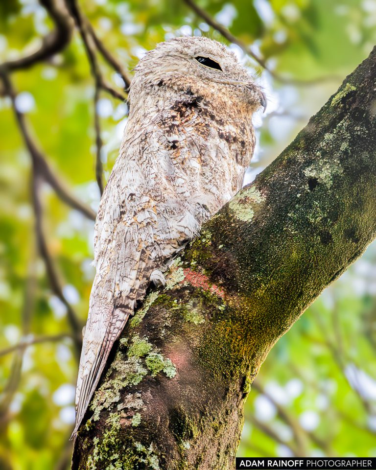 Great Potoo, photographed at Restrepo, Meta, Colombia