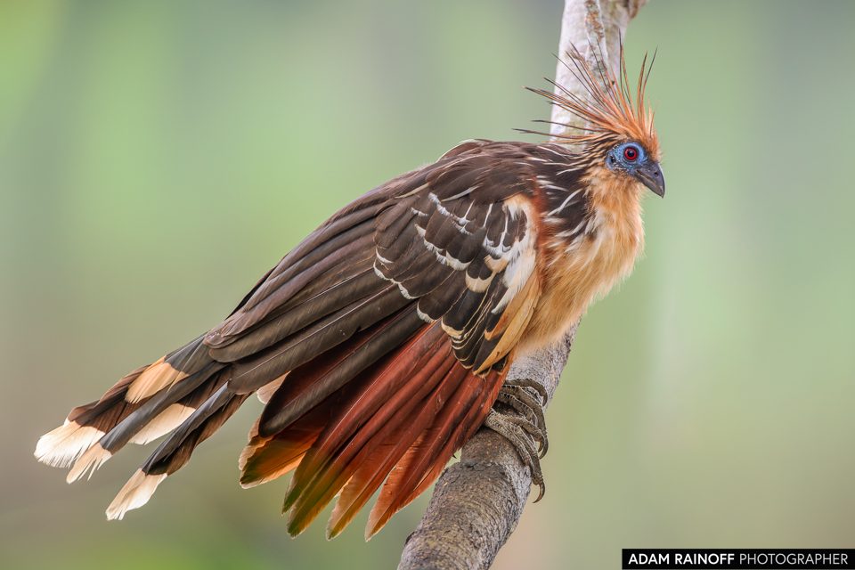 Hoatzin, photographed at Nukak Eco Lodge, Puerto Concordia, Meta, Colombia