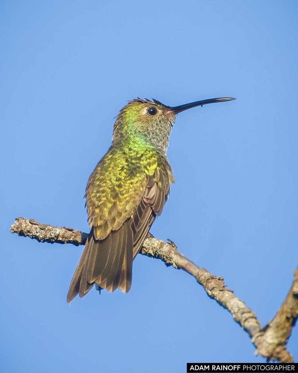 Honduran Emerald (Amazilia luciae) en bosque seco