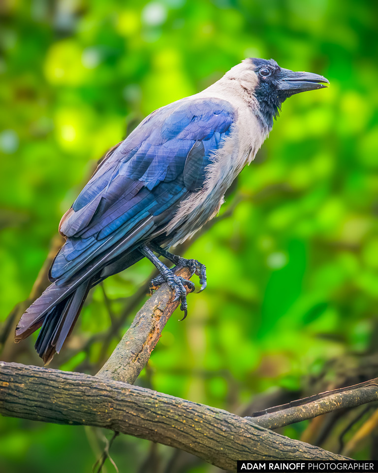 House Crow, photographed at Jogmaya Mandir, South, Delhi, India
