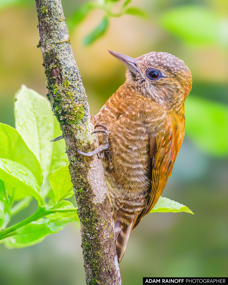Little Woodpecker, photographed at Caracolí Bird House, Villavicencio, Meta, Colombia