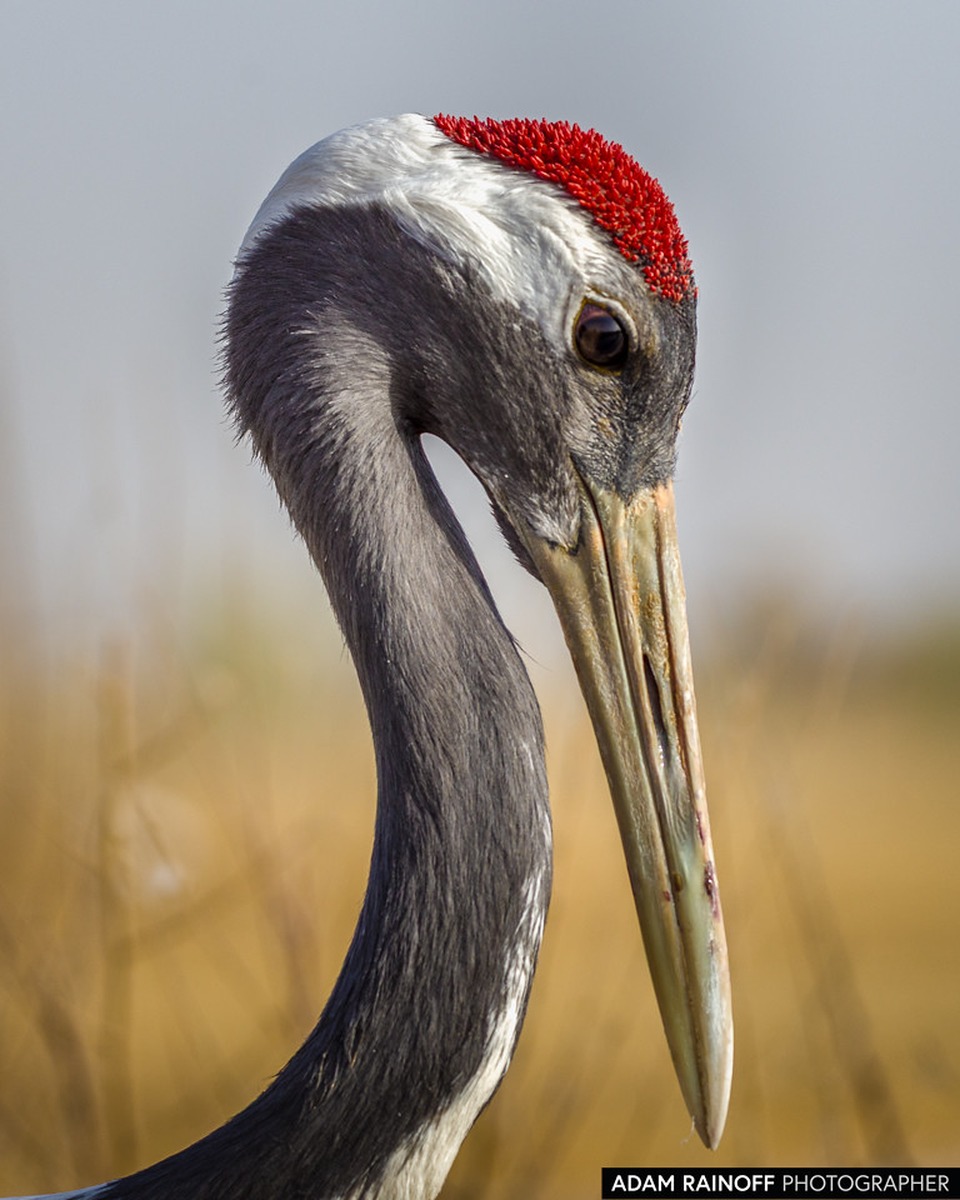 Red-crowned Crane (Grus japonensis) en los humedales de Zhangye