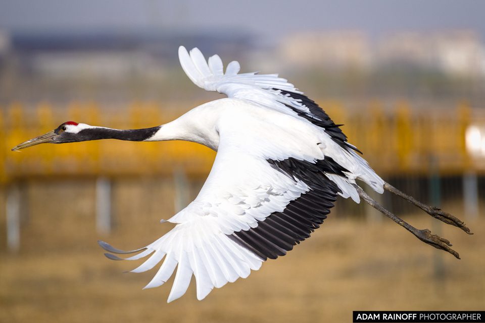 Red-crowned Crane, photographed at Zhangye, Gansu, China
